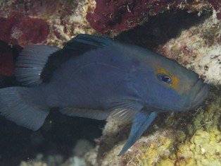 Diploplion Drachi